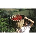 Piment d'Espelette AOC / AOP - 40g