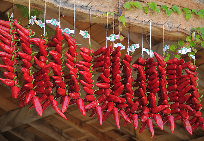 Visite de la Production de Piment de Espelette