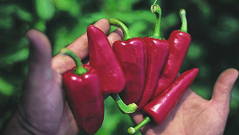 Piments d'Espelette séchés en corde - Meilleur du Chef